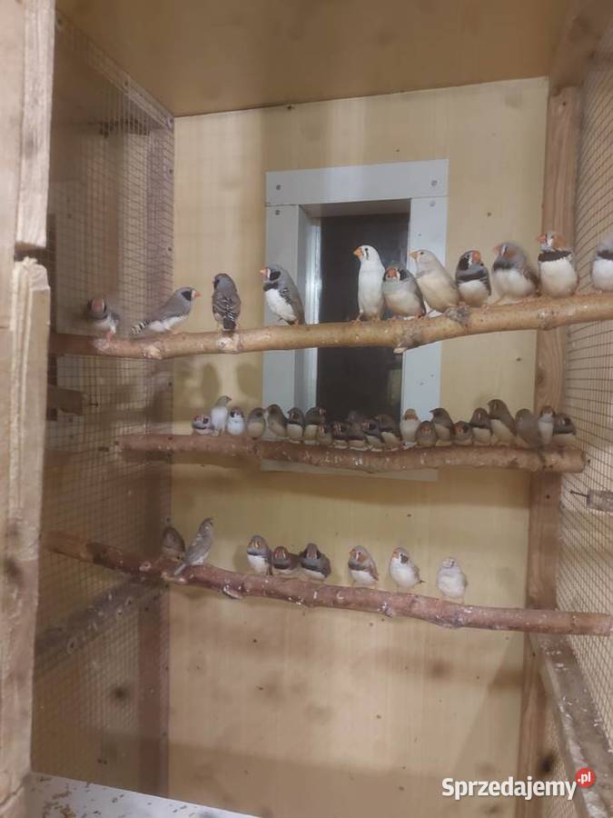 Mnichy nizinneklatka Ptaki Ryki