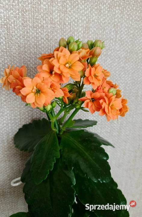 Roślina doniczkowa kalanchoe Łódź