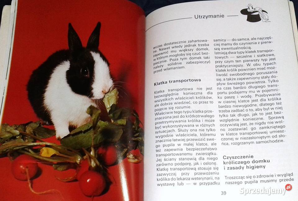 Królik miniaturowy Andrea Dieker Jutta Steinkamp Chełm