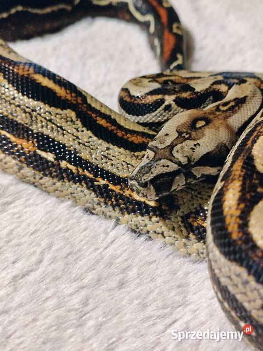 Boa Imperator Samica Tychy