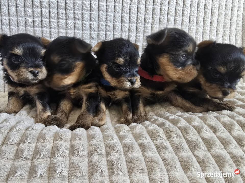 Yorki mini CHAMPIONIE Warszawa York