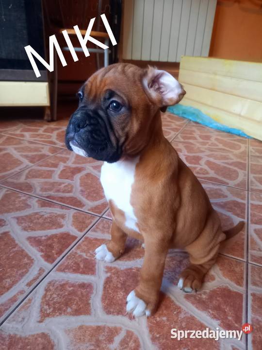 Szczeniaczki Boksery