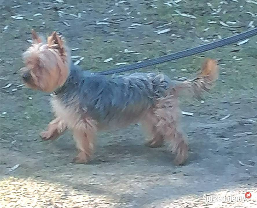 Yorkpiesek York Falęcice