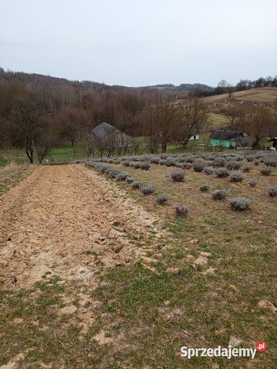 Sprzedam dom drewniany z zabudowaniami lubelskie Biłgoraj sprzedam