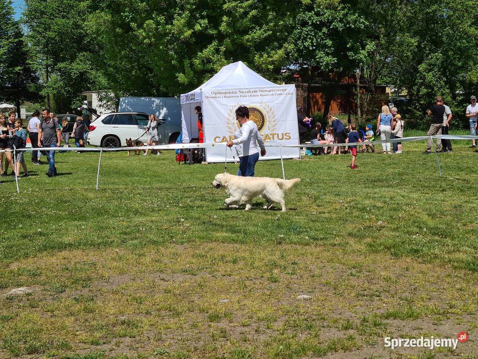 Golden Retriever śliczne szczeniaki Champion Zwierzęta Radomsko sprzedam