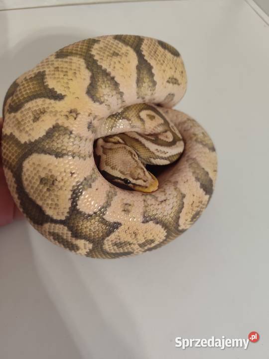 Pytony Królewskie dorosła para Pruszków