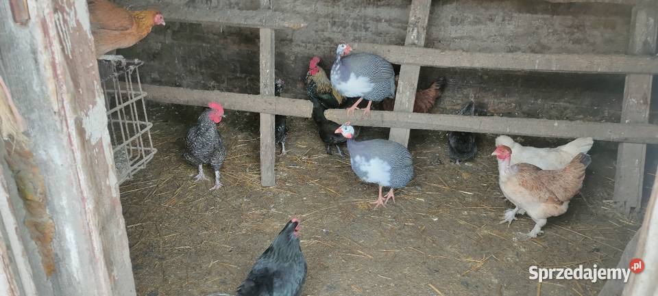 Samce perliczki lubelskie