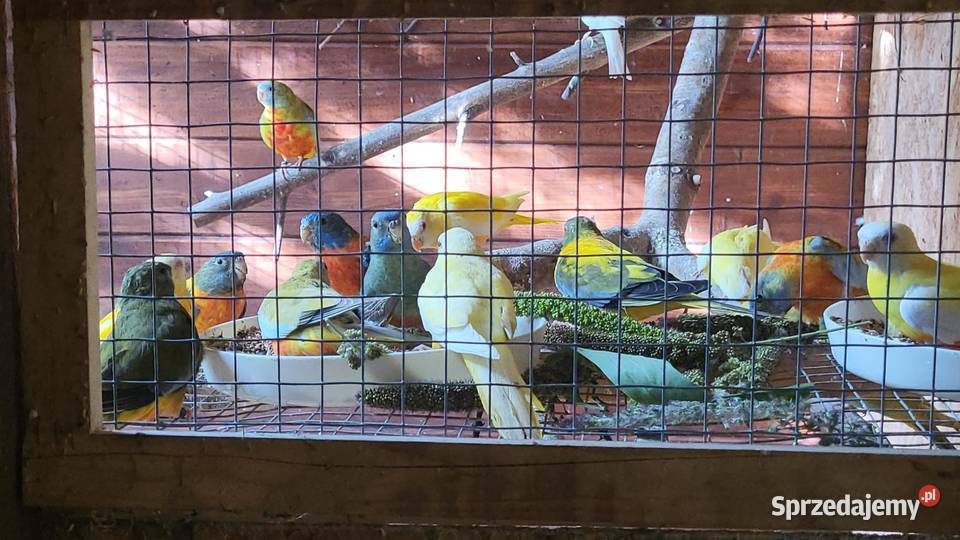 łąkówki wspaniałe Teresin sprzedam