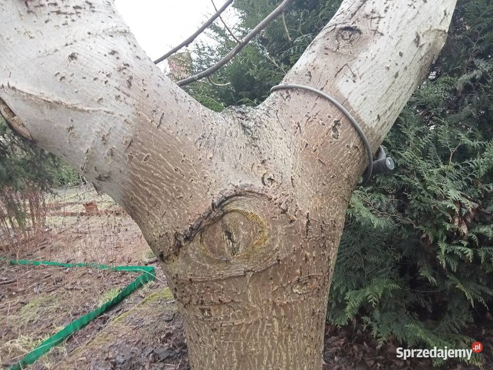 drewno orzecha włoskiego Nowy Tomyśl