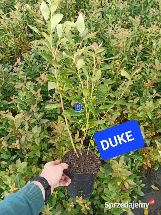 Sadzonki borówki 15l 2 i 3 letnie Chandler Duke Baranów