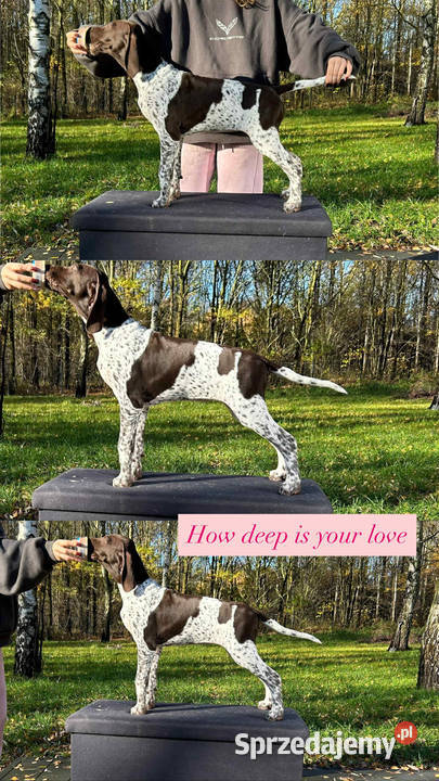 Wyżeł niemiecki krótkowłosy sprzedam