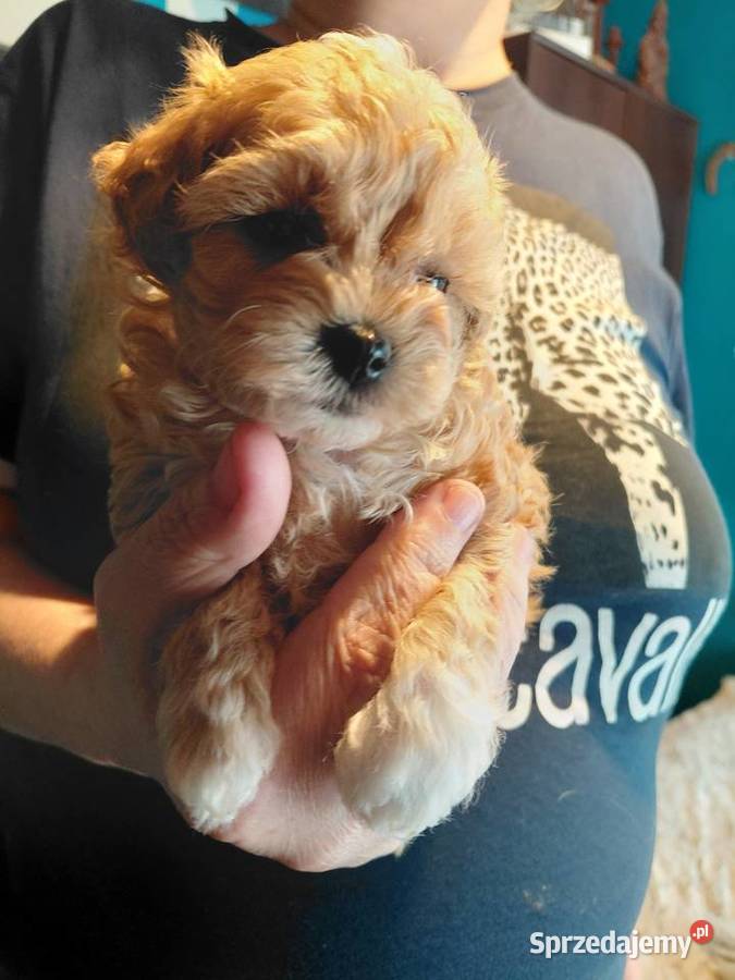 Maltipoo piesek Wyszków