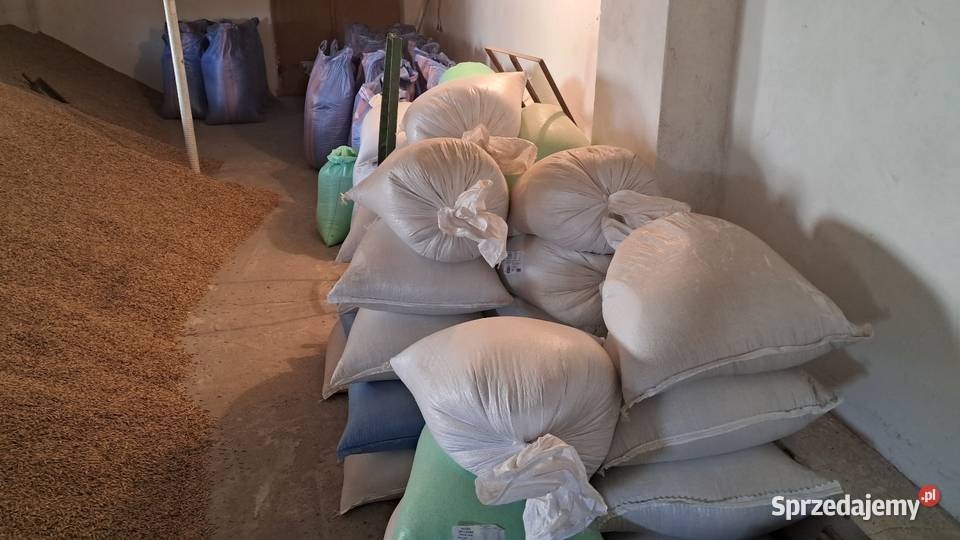 Sprzedam pszenicę Patras