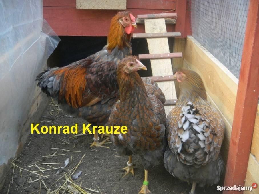 Kochin Olbrzymi różne kolory czysto rasowe młode Konin