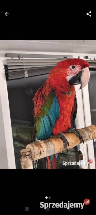 Ara Chloroptera samiec Olkusz sprzedam