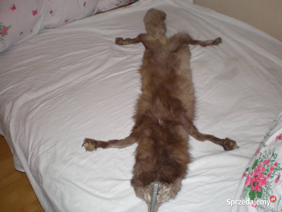 Sprzedam kołnierz z lisa używany stan brązowy/beżowy Pozostałe Piekary Śląskie