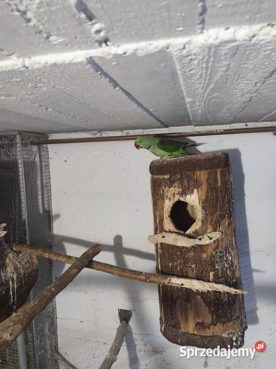 Aleksandretty wielkie dwa samce Zwierzęta Pszczyna