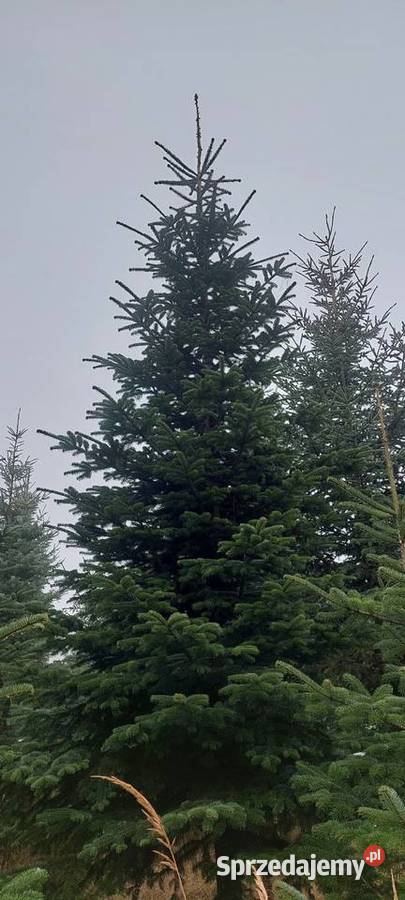 Stroisz gełęzie jodłą kaukaska Mazowieckie Osuchów