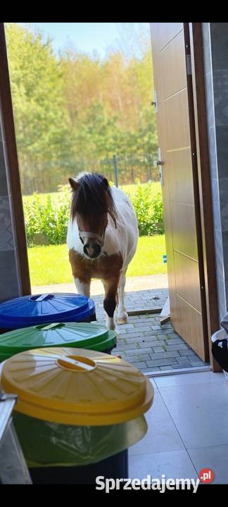 Kucyk klacz źrebna małopolskie Wielopole