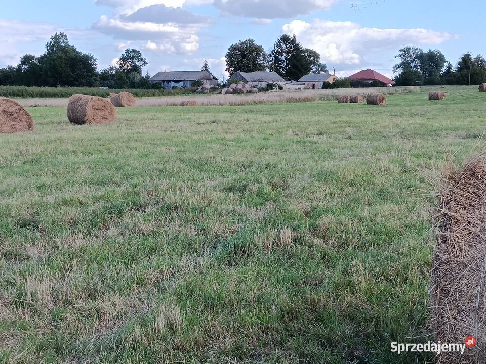siano bele w stodole alpak kóz owiec królików lubelskie Chylin sprzedam