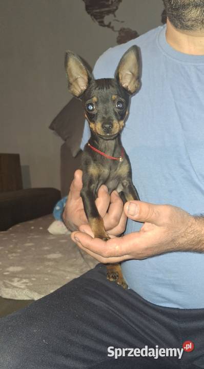 Sunia lola pinczer miniaturowy Pozostałe Zwierzęta Jasło