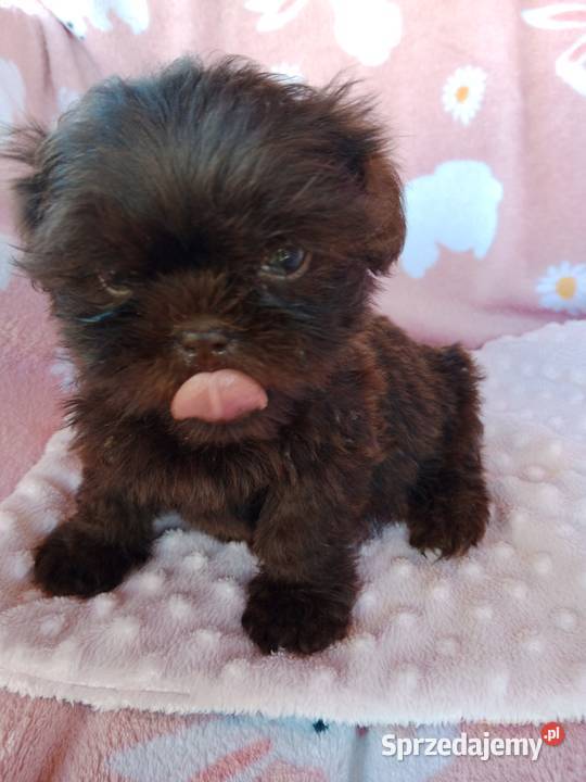 Piesek shih tzu czekoladowy