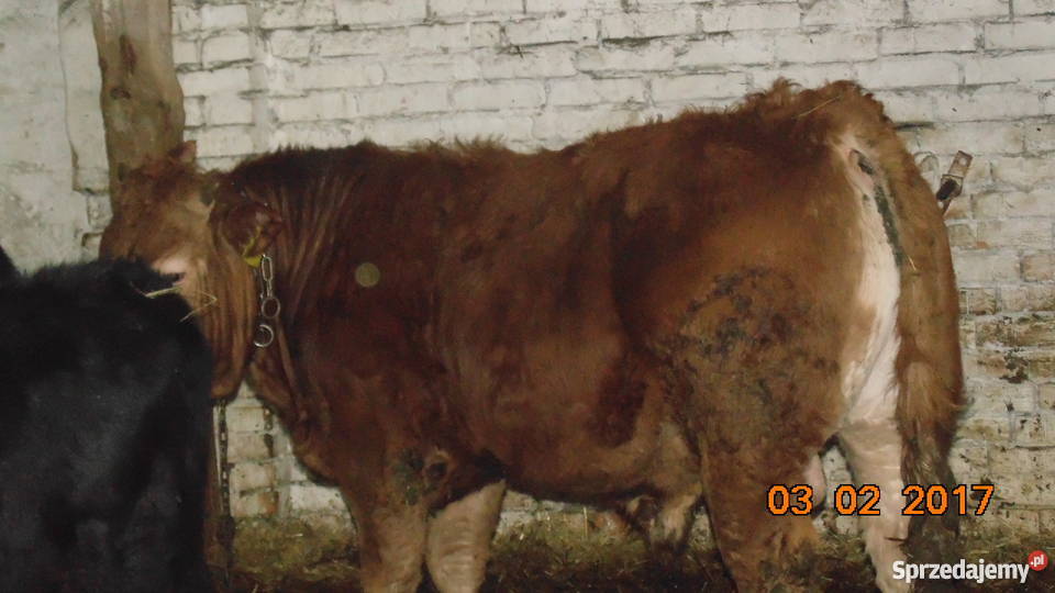 BYK LIMOUSINE 100 na zarodowego Pyrzyce