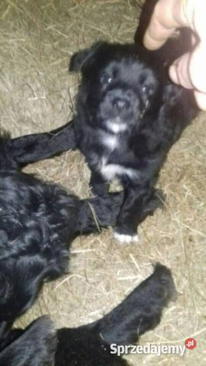 Male pieski szukaja domu małopolskie Nowy Targ