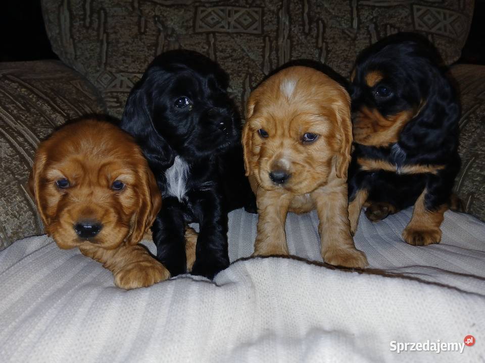 Śliczne Szczenięta Cocker Spaniel Angielski Cocker Spaniel Sieradz