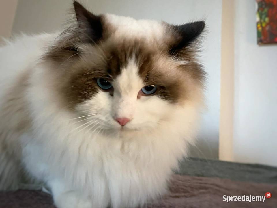 ragdoll kocur duży bedzie rodowód FPL Gorzów Wielkopolski