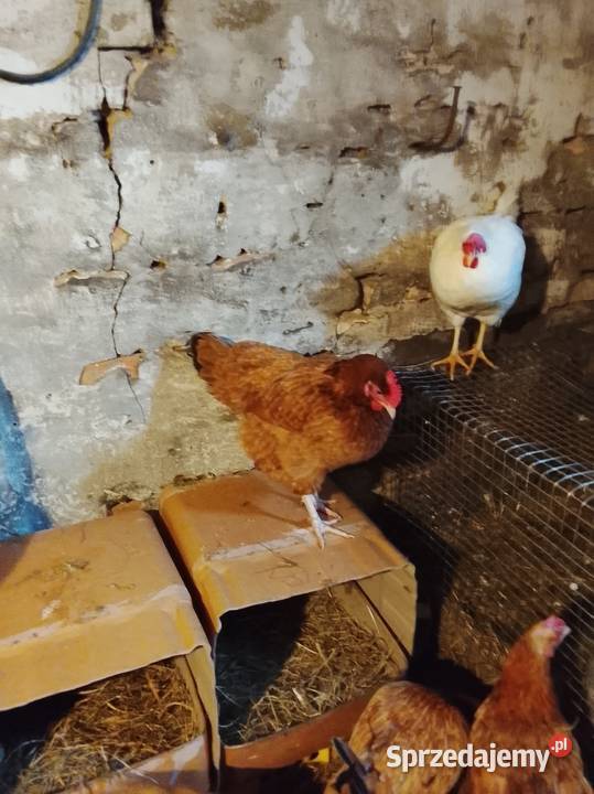 Kury nioski sprzedam Rolnictwo