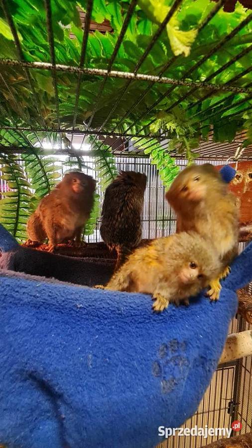 Małpki Pigmejki para hodowlana Stanięcice