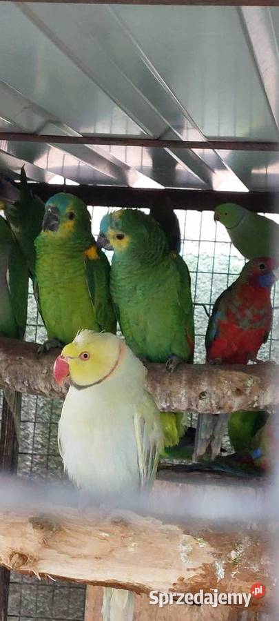 Amazonki niebieskoczelne 2025 DNA Wodzisław Śląski