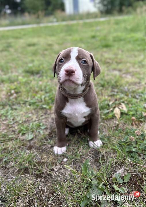 American Pit Bull Terrier suczka Sobków