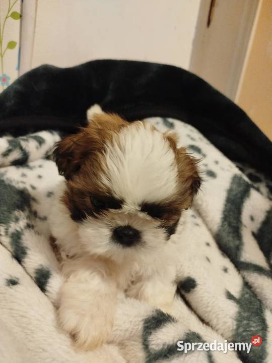 Piękne pieski shih tzu Mrągowo