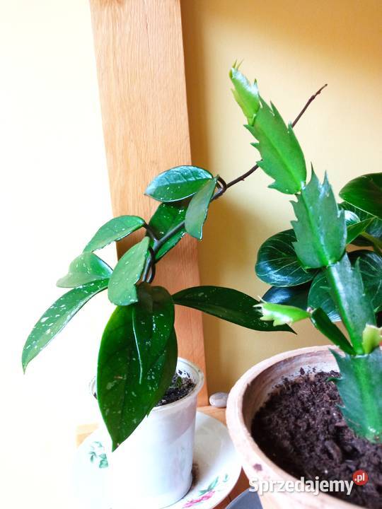 Kwiaty domowe różne może coś wybierzesz