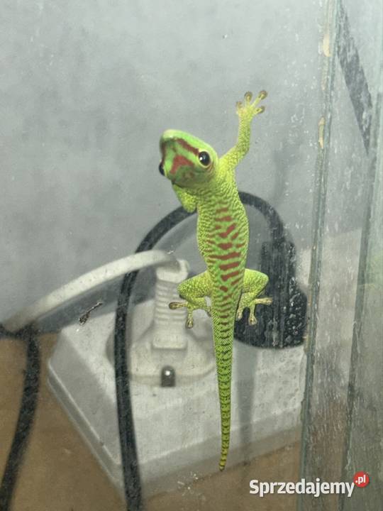 Felsumy madagaskarskie Grandis kujawsko-pomorskie Gostkowo