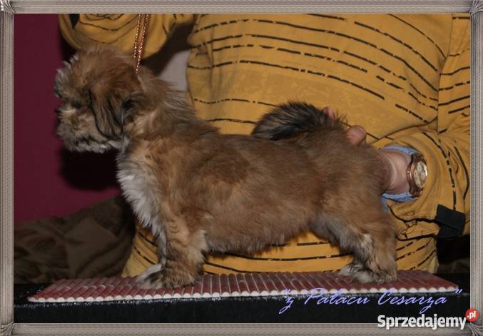 LHASA APSO kuzyn shih tzu Już do odbioru Hodowla