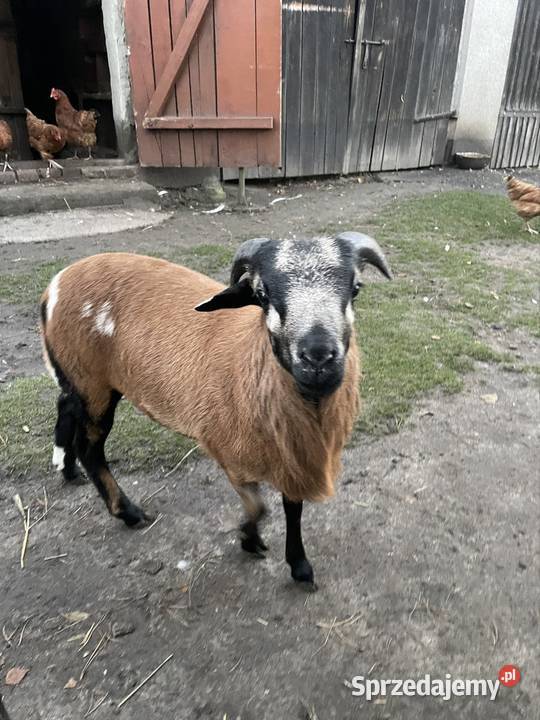 Owce Kamerunskie Giełda zwierząt Dobra Nadzieja