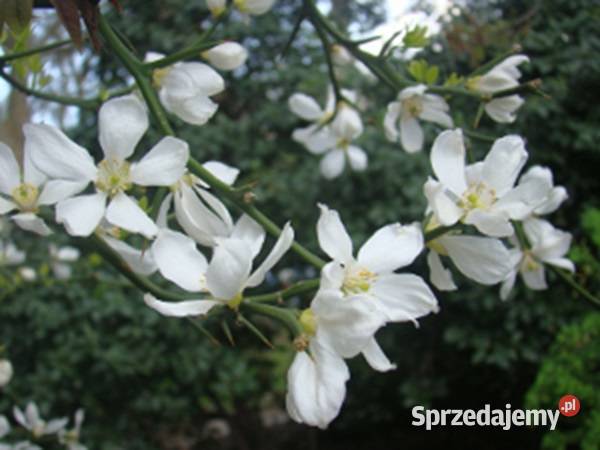 POMARAŃCZA Poncirus trifoliata NASIONA 70 sztuk Nasiona kujawsko-pomorskie Lubanie