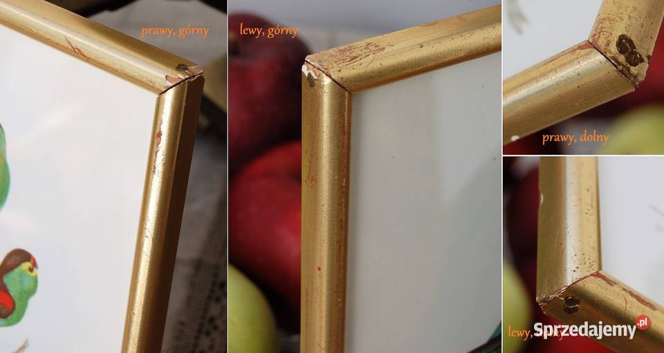 Papugi ptaki J Gould chromolitografia antyk lubelskie Lublin