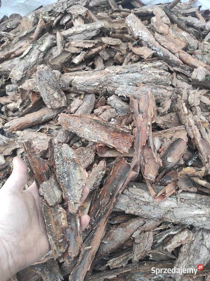 Kora Ogrodowa Jabłonów