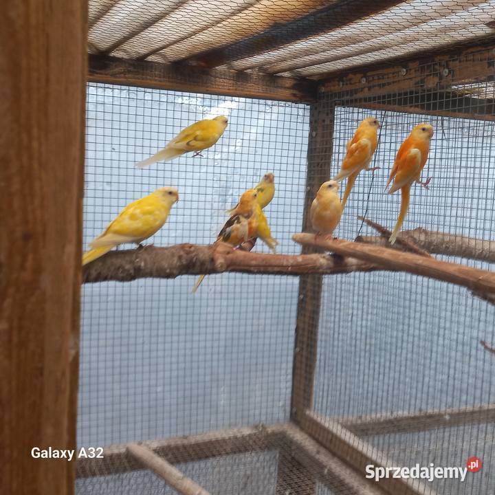 Świergotki seledynowe dorosłe i młode Garwolin