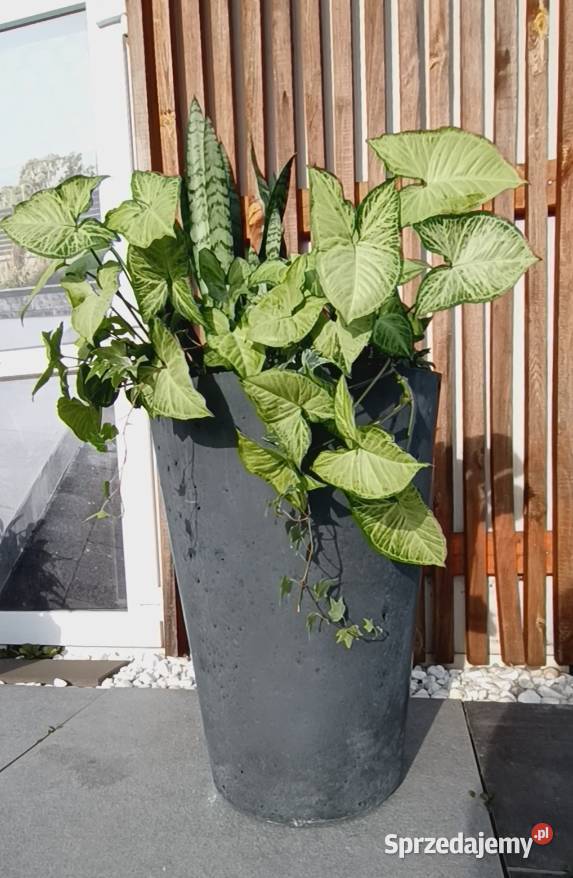 Donica beton architektoniczny Kielce