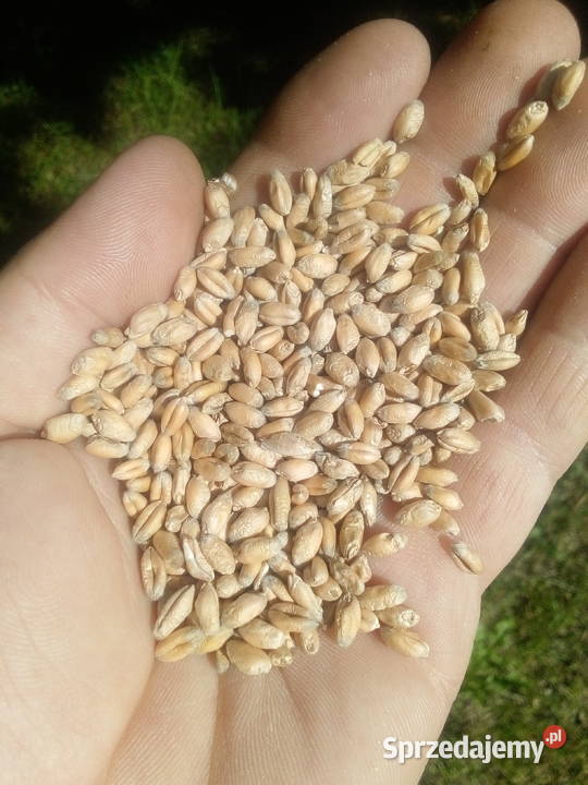 Pszenica pszenżyto owies jęczmien Nieborów sprzedam