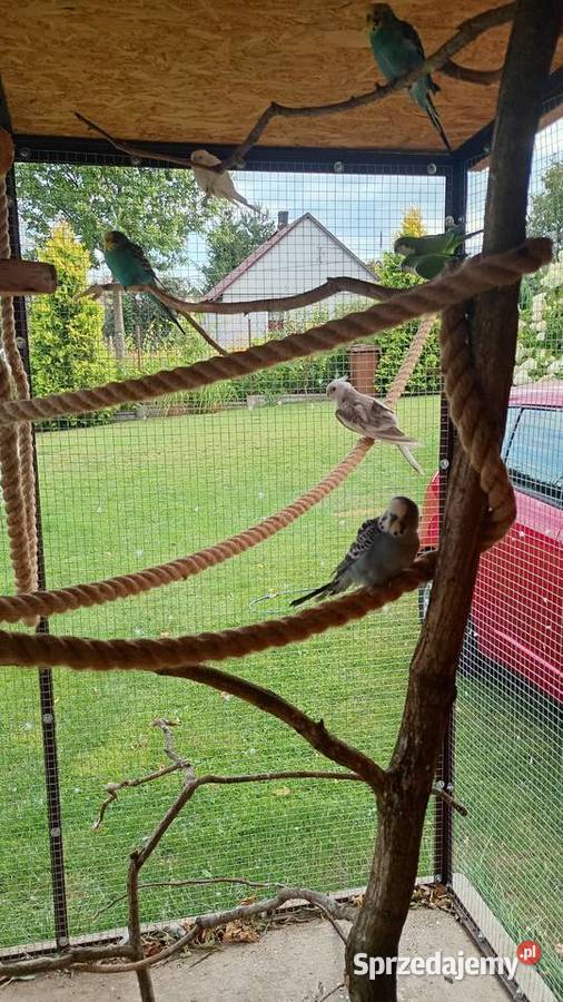 Papugi mnichy nizinne para Rząśnik