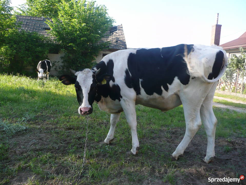 Jałówka HO zacielona podlaskie Choroszcz sprzedam