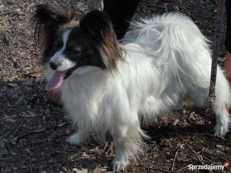 Papilonpiękne szczenięta z rodowodemPapillon