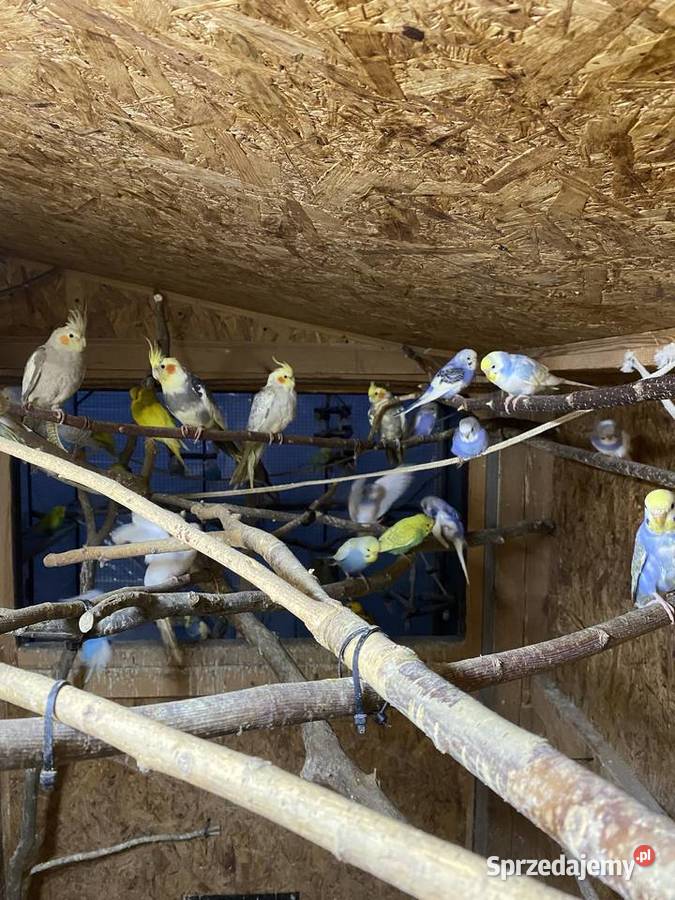 Sprzedam papugi faliste i nimfy Krasnystaw