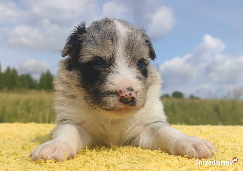 Wspaniała suczka bluemerle BORDER COLLIE Iwonicz